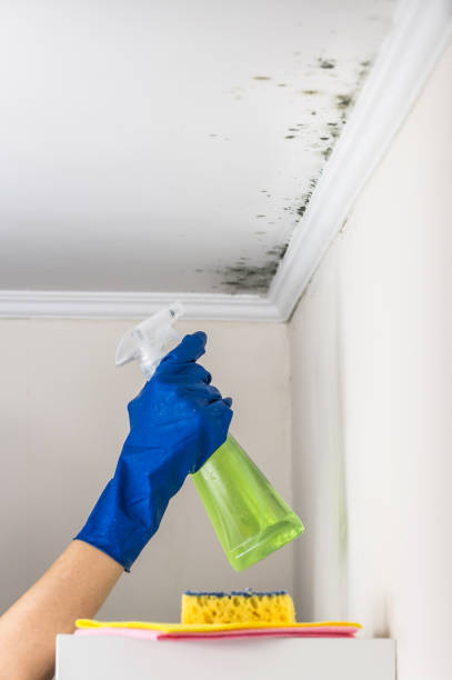 Best Basement Mold Removal  in Melissa, TX